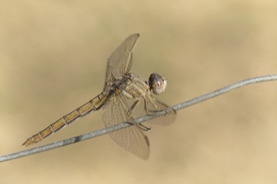 Orthetrum nitidinerve hembra en estado por Miguel Olivera