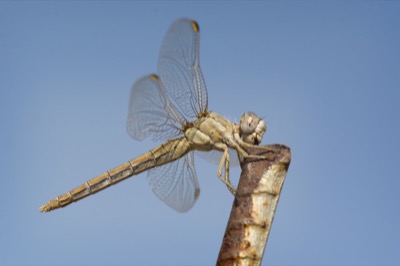 Orthetrum nitidinerve hembra en estado por Miguel Olivera