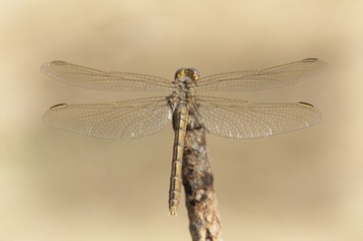 Orthetrum nitidinerve hembra en estado por Miguel Olivera
