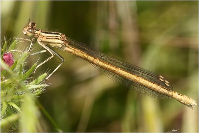 Platycnemis acutipennis hembra en estado por Angel Martín Ojeda