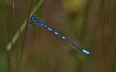 Coenagrion scitulum macho en estado por Conesa García, M. A.