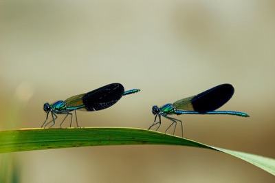 Calopteryx xanthostoma macho en estado por Francisco Camello Rodriguez