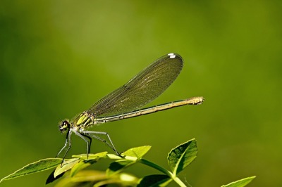 Calopteryx xanthostoma hembra en estado por Francisco Camello Rodriguez