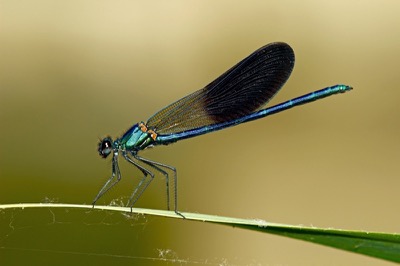 Calopteryx xanthostoma macho en estado por Francisco Camello Rodriguez
