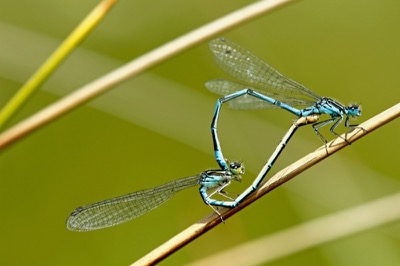 Coenagrion puella copula en estado por Francisco Camello Rodriguez