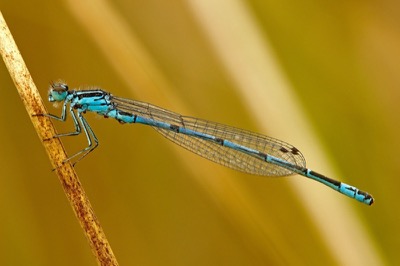 Coenagrion puella macho en estado por Francisco Camello Rodriguez