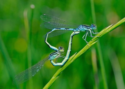 Coenagrion scitulum copula en estado por Francisco Camello Rodriguez