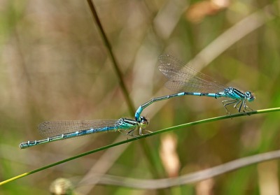 Coenagrion scitulum copula en estado por Francisco Camello Rodriguez
