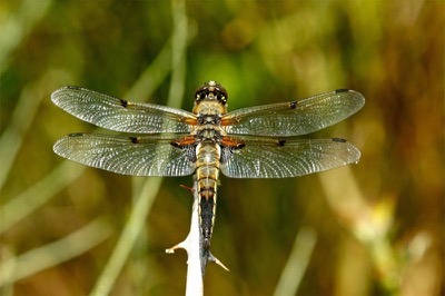 Libellula quadrimaculata hembra en estado por Francisco Camello Rodriguez