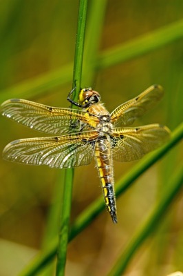 Libellula quadrimaculata hembra en estado por Francisco Camello Rodriguez