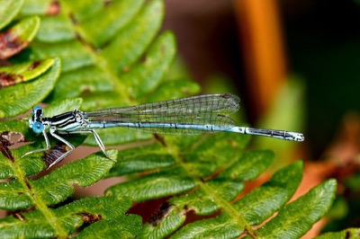 Platycnemis pennipes macho en estado por Francisco Camello Rodriguez