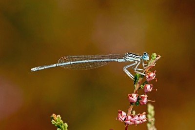 Platycnemis pennipes macho en estado por Francisco Camello Rodriguez