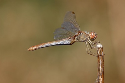 Sympetrum meridionale hembra en estado por Francisco Camello Rodriguez