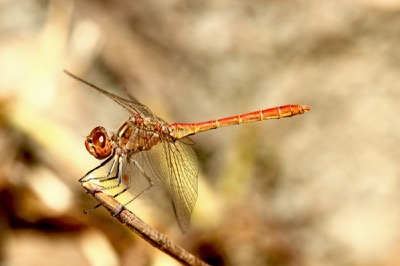 Sympetrum meridionale macho en estado por Francisco Camello Rodriguez