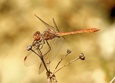 Sympetrum meridionale macho en estado por Francisco Camello Rodriguez