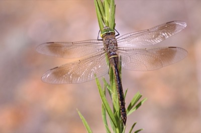 Anax parthenope hembra en estado por Albano Soares