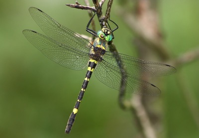 Macromia splendens hembra en estado por Albano Soares