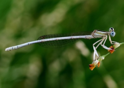 Platycnemis latipes macho en estado por Miguel Olivera