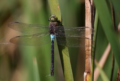 Anax parthenope macho en estado por Albano Soares