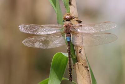 Hemianax ephippiger macho en estado por Albano Soares