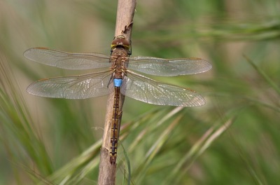 Hemianax ephippiger macho en estado por Albano Soares
