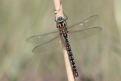 Brachytron pratense macho en estado por Albano Soares