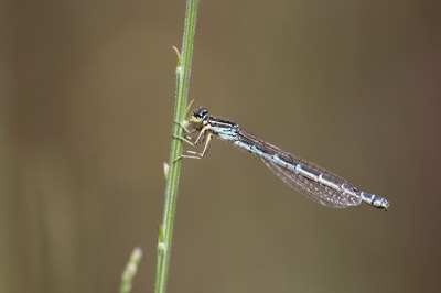 Coenagrion scitulum hembra en estado por Albano Soares