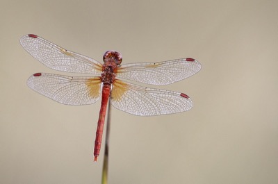 Sympetrum flaveolum macho en estado por Albano Soares