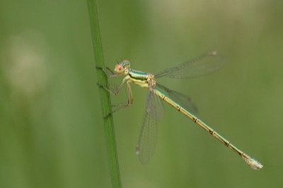 Lestes virens hembra en estado por Albano Soares