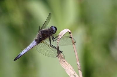 Libellula fulva macho en estado por Albano Soares