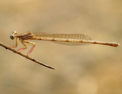 Platycnemis latipes hembra en estado por Miguel Olivera