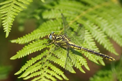 Gomphus simillimus hembra en estado por Albano Soares