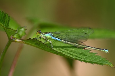 Erythromma viridulum hembra en estado por Albano Soares