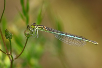 Erythromma lindenii hembra en estado por Albano Soares