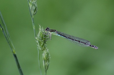 Coenagrion mercuriale hembra en estado por Albano Soares