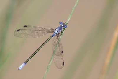 Lestes macrostigma hembra en estado por Albano Soares