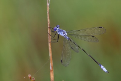 Lestes macrostigma macho en estado por Albano Soares