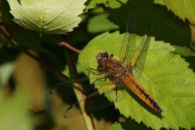 Libellula fulva hembra en estado por Albano Soares