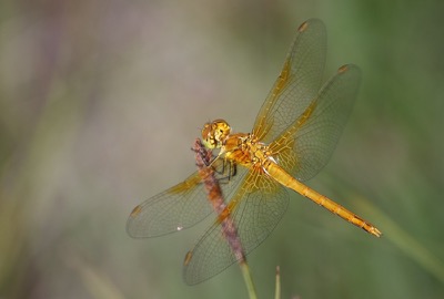 Sympetrum flaveolum macho en estado por Albano Soares