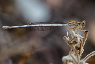 Platycnemis latipes hembra en estado por Miguel Olivera