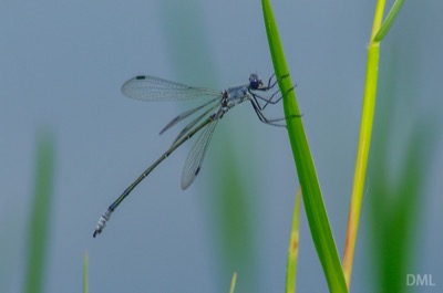Lestes macrostigma macho en estado por David Melero López