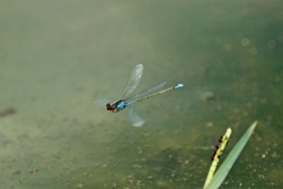 Erythromma viridulum macho en estado por Francisco Camello Rodriguez
