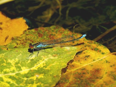 Erythromma viridulum macho en estado por Francisco Camello Rodriguez