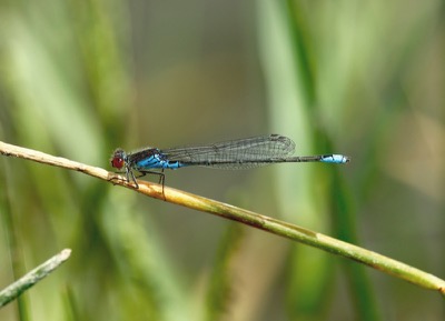 Erythromma viridulum macho en estado por Francisco Camello Rodriguez
