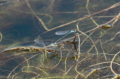 Erythromma viridulum copula en estado por Francisco Camello Rodriguez