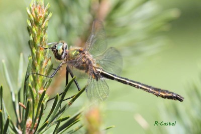 Cordulia aenea macho en estado por Ricard-Lluis Castel Riu