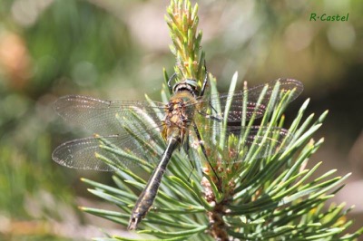Cordulia aenea macho en estado por Ricard-Lluis Castel Riu
