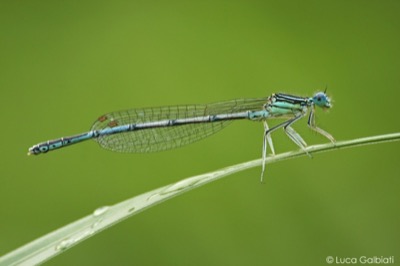 Platycnemis pennipes macho en estado por Luca