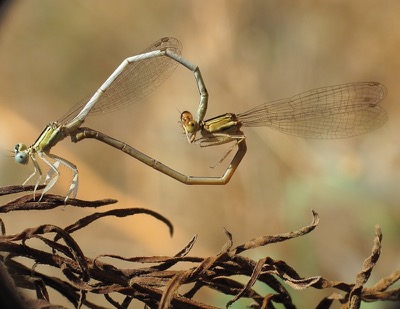 Platycnemis latipes copula en estado por Miguel Olivera