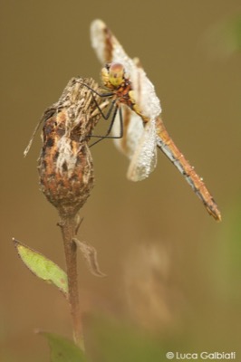 Sympetrum pedemontanum hembra en estado por Luca